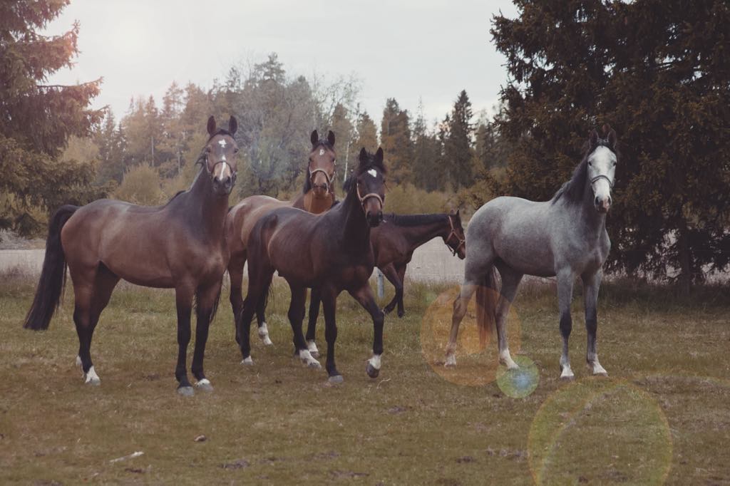 Hästar på Stall Knutsson