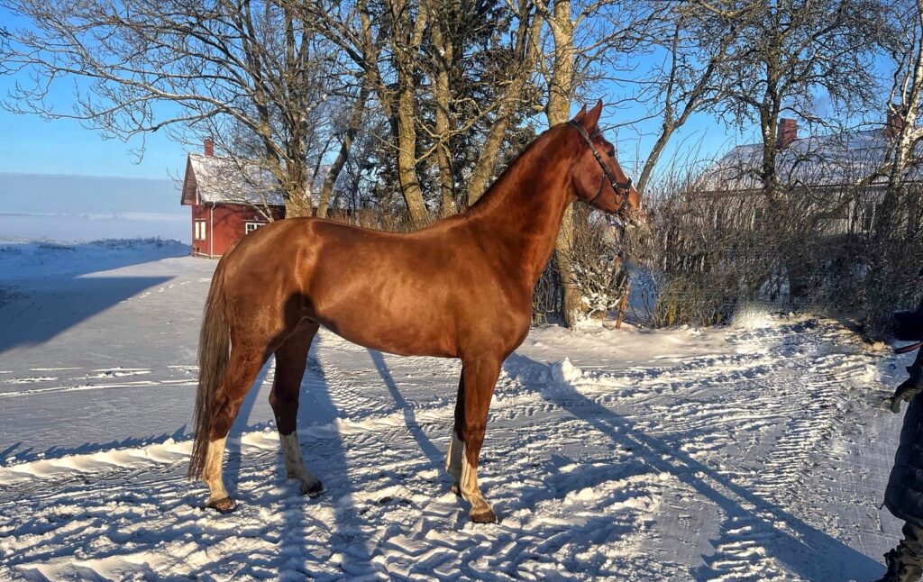 Häst till Salu Stall Knutsson
